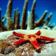 3-starfish-1187c1m2--great-barrier-reef